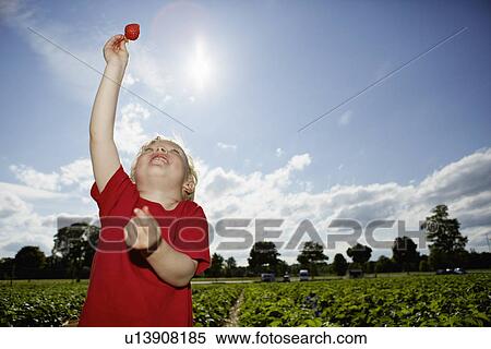 Boy holding strawberry in field View Large Photo Image Stock Photography - Boy holding strawberry in field. Fotosearch