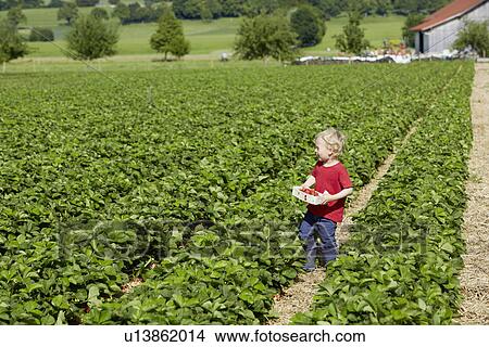 Picture - Boy picking strawberries in field. Fotosearch