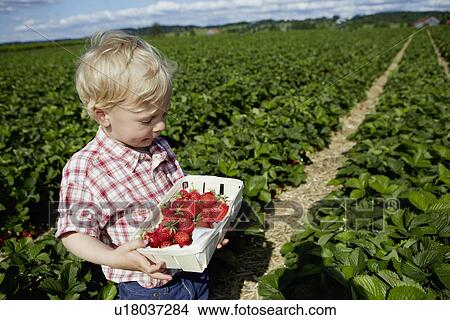 Boy picking strawberries in field View Large Photo Image Picture - Boy picking strawberries in field. Fotosearch