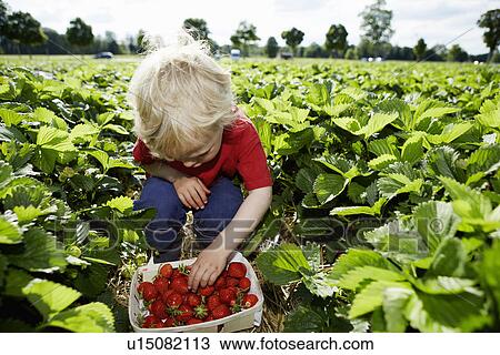 Boy picking strawberries in field View Large Photo Image Stock Image - Boy picking strawberries in field. Fotosearch