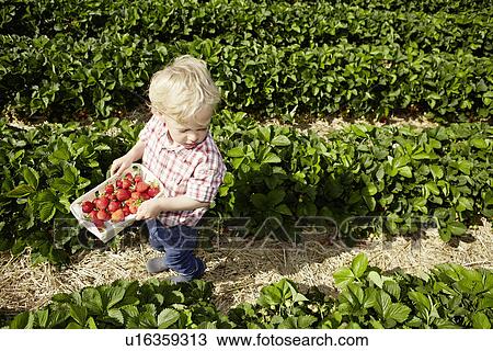 Boy picking strawberries in field View Large Photo Image Stock Image - Boy picking strawberries in field. Fotosearch
