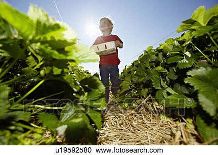 Boy picking strawberries in field View Large Photo Image Stock Image - Boy picking strawberries in field. Fotosearch