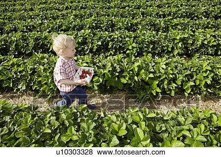Boy picking strawberries in field View Large Photo Image Stock Photo - Boy picking strawberries in field. Fotosearch