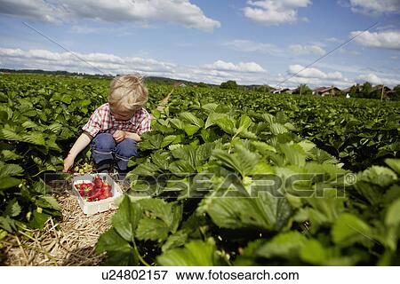 Boy picking strawberries in field View Large Photo Image Stock Photo - Boy picking strawberries in field. Fotosearch