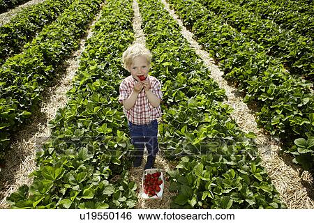 Boy picking strawberries in field View Large Photo Image Stock Photograph - Boy picking strawberries in field. Fotosearch