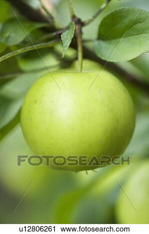 Stock Image - Close up of apple growing on tree. Fotosearch