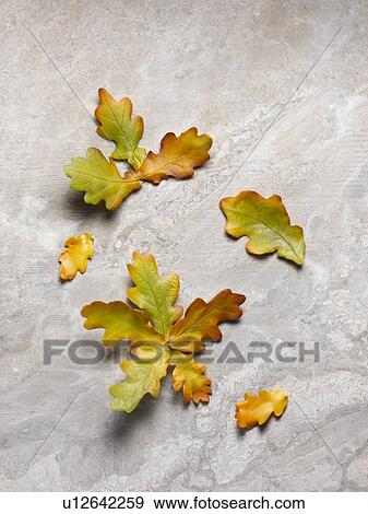 Close up of autumn leaves View Large Photo Image Stock Photo - Close up of autumn leaves. Fotosearch