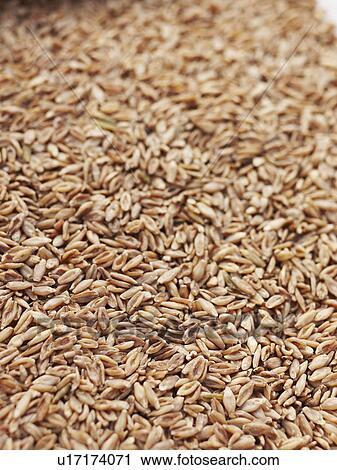 Close up of barley seeds View Large Photo Image Stock Image - Close up of barley seeds. Fotosearch