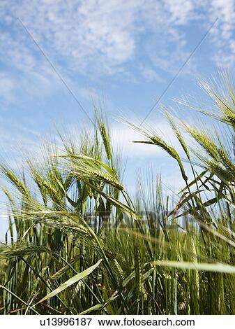 Close up of barley stalks in field View Large Photo Image Stock Photo - Close up of barley stalks in field. Fotosearch