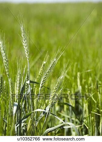 Close up of barley stalks in field View Large Photo Image Stock Photograph - Close up of barley stalks in field. Fotosearch