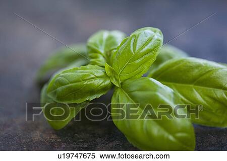 Close up of basil leaves View Large Photo Image Stock Photography - Close up of basil leaves. Fotosearch