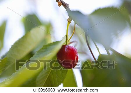 Close up of cherry growing on tree View Large Photo Image Stock Image - Close up of cherry growing on tree. Fotosearch