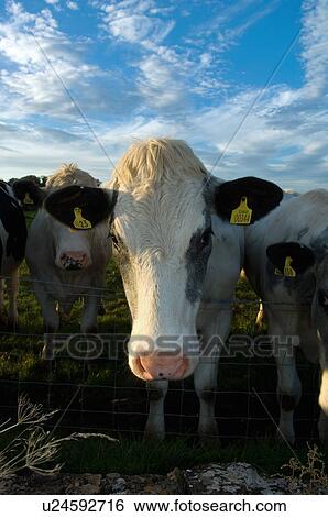 Close up of cow’s face in field View Large Photo Image Stock Photograph - Close up of cow’s face in field. Fotosearch