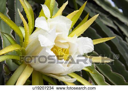 Picture - Close up of dragonfruit flower. Fotosearch