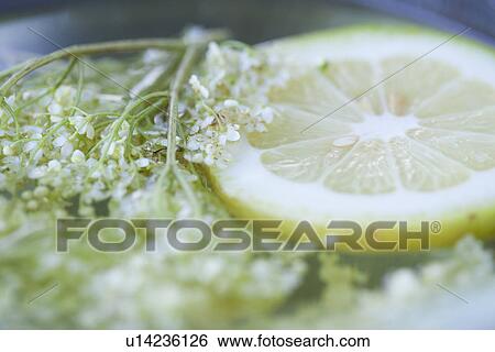 Stock Photograph - Close up of elderflower and lemon. Fotosearch