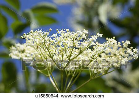 Close up of elderflower View Large Photo Image Picture - Close up of elderflower. Fotosearch