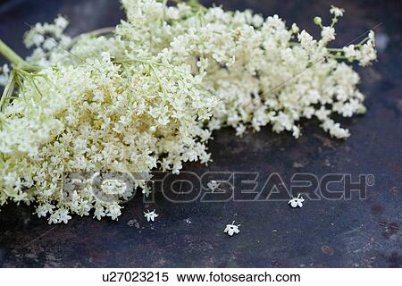 Close up of elderflower View Large Photo Image Stock Photography - Close up of elderflower. Fotosearch