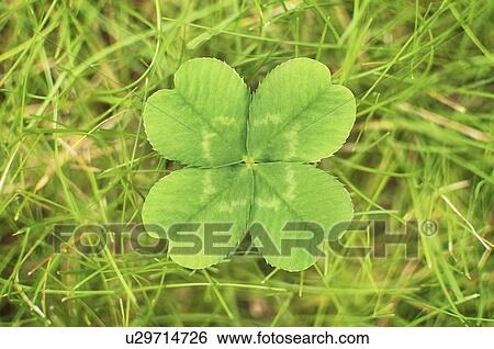 Stock Photograph - Close up of four leaf clover. Fotosearch