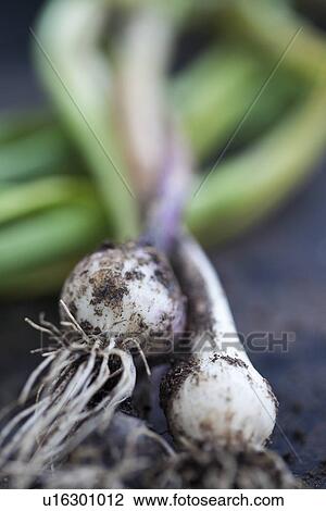 Close up of garlic bulbs View Large Photo Image Stock Image - Close up of garlic bulbs. Fotosearch