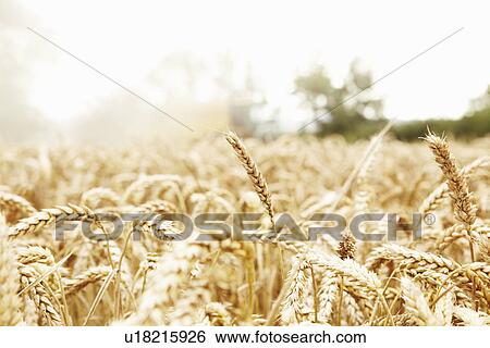 Close up of grains growing in field View Large Photo Image Stock Photograph - Close up of grains growing in field. Fotosearch