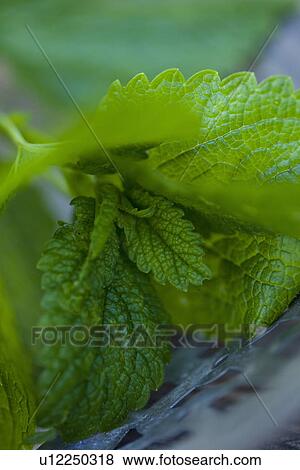 Close up of lemon balm leaves View Large Photo Image Stock Photo - Close up of lemon balm leaves. Fotosearch