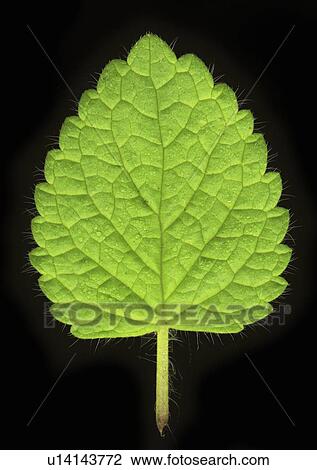 Close up of mint leaf View Large Photo Image Stock Image - Close up of mint leaf. Fotosearch