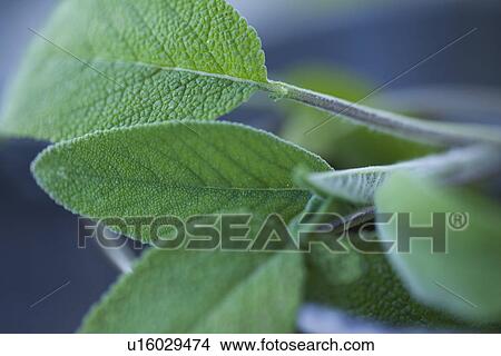 Close up of mint leaves View Large Photo Image Picture - Close up of mint leaves. Fotosearch