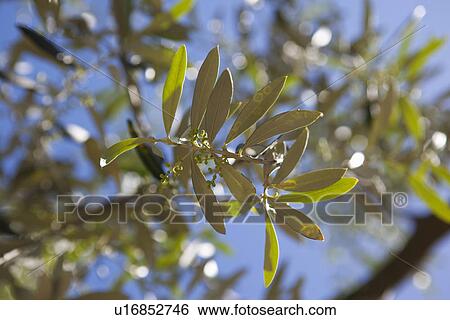 Stock Photograph - Close up of olive branch. Fotosearch