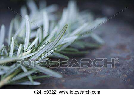 Close up of rosemary leaves View Large Photo Image Stock Image - Close up of rosemary leaves. Fotosearch