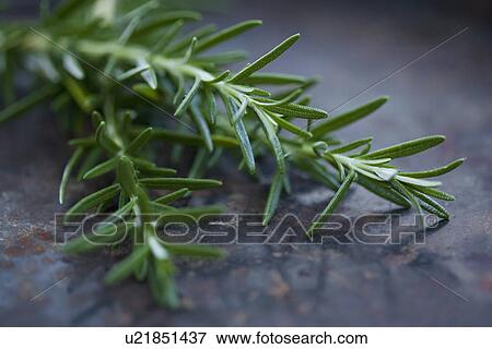 Close up of rosemary leaves View Large Photo Image Stock Photo - Close up of rosemary leaves. Fotosearch