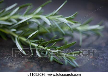 Close up of rosemary leaves View Large Photo Image Stock Photograph - Close up of rosemary leaves. Fotosearch