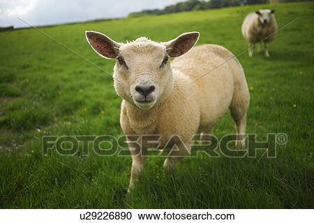 Close up of sheep in rural field View Large Photo Image Stock Image - Close up of sheep in rural field. Fotosearch