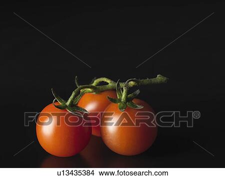 Close up of tomatoes on vine View Large Photo Image Picture - Close up of tomatoes on vine. Fotosearch