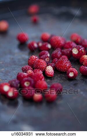 Close up of wild strawberries View Large Photo Image Stock Image - Close up of wild strawberries. Fotosearch