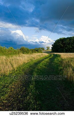 Dirt path in field of tall grass View Large Photo Image Stock Photograph - Dirt path in field of tall grass. Fotosearch