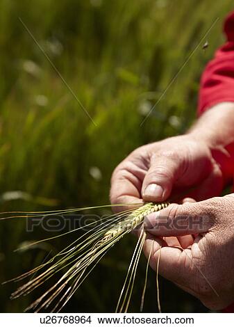 Farmer examining barley stalks in field View Large Photo Image Picture - Farmer examining barley stalks in field. Fotosearch