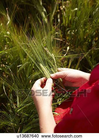 Farmer examining barley stalks in field View Large Photo Image Stock Image - Farmer examining barley stalks in field. Fotosearch