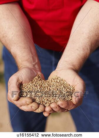 Stock Image - Farmer holding handful of barley seeds. Fotosearch