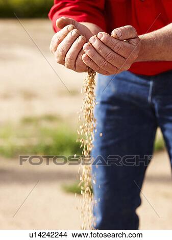 Farmer pouring handful of barley seeds View Large Photo Image Picture - Farmer pouring handful of barley seeds. Fotosearch