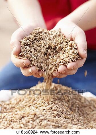 Farmer pouring handful of barley seeds View Large Photo Image Picture - Farmer pouring handful of barley seeds. Fotosearch
