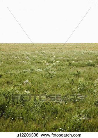 Field of barley blowing in wind View Large Photo Image Stock Photo - Field of barley blowing in wind. Fotosearch
