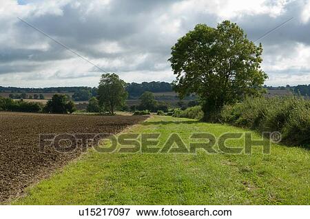 Stock Photo - Grass growing in tilled crop field. Fotosearch