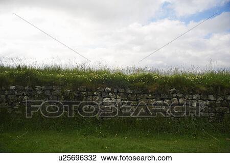 Grass growing on rural stone wall View Large Photo Image Stock Image - Grass growing on rural stone wall. Fotosearch