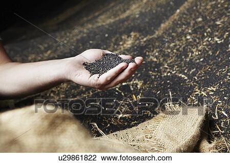 Stock Image - Hand scooping harvested grain. Fotosearch