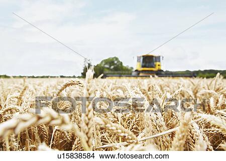 Harvester working in crop field View Large Photo Image Picture - Harvester working in crop field. Fotosearch