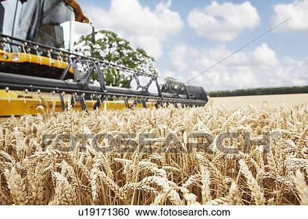 Harvester working in crop field View Large Photo Image Stock Image - Harvester working in crop field. Fotosearch