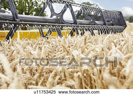 Harvester working in crop field View Large Photo Image Stock Photography - Harvester working in crop field. Fotosearch