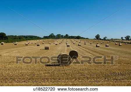 Hay bales in crop field View Large Photo Image Stock Image - Hay bales in crop field. Fotosearch