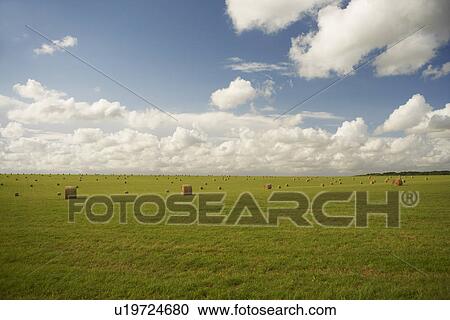 Hay bales in rural crop field View Large Photo Image Stock Image - Hay bales in rural crop field. Fotosearch