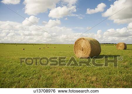 Hay bales in rural crop field View Large Photo Image Stock Photograph - Hay bales in rural crop field. Fotosearch
